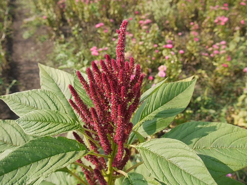 Amaranth