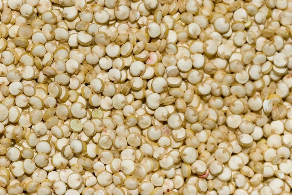 Quinoa